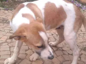 Cachorro raça SRD idade 2 a 6 meses nome Não tem nome