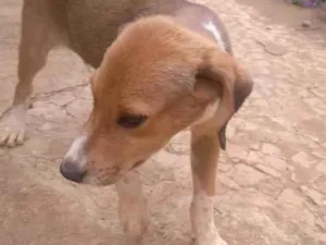 Cachorro raça SRD idade 2 a 6 meses nome Não tem nome