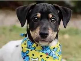 Cachorro raça SRD  idade 2 a 6 meses nome Fred 