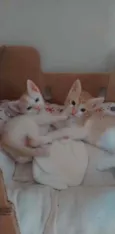 Gatinhos