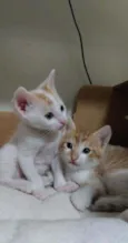 Gatinhos