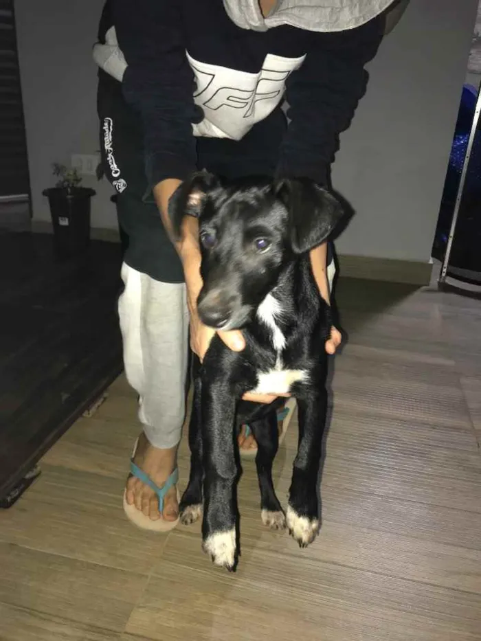 Cachorro ra a SRD idade 7 a 11 meses nome Sem nome