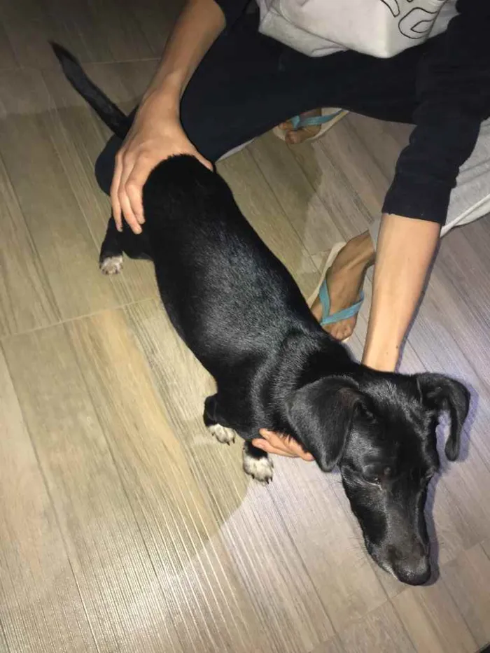 Cachorro ra a SRD idade 7 a 11 meses nome Sem nome