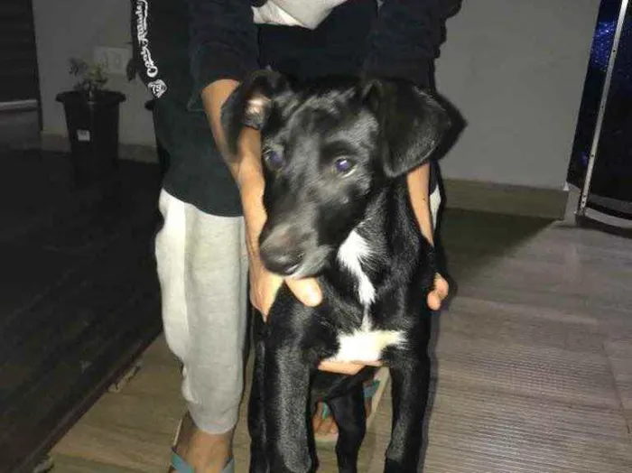 Cachorro ra a SRD idade 7 a 11 meses nome Sem nome