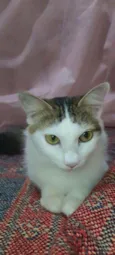 Isa