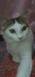 Isa