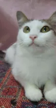 Isa