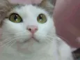 Isa