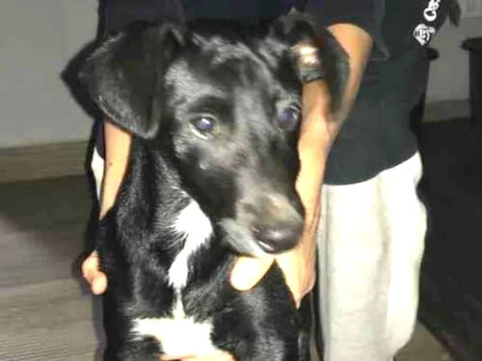Cachorro ra a SRD idade 7 a 11 meses nome Sem nome
