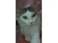 Isa