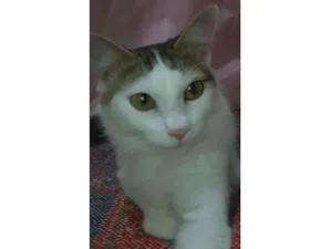 Gato raça SRD-ViraLata idade 7 a 11 meses nome Isa