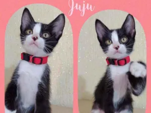 Gato raça SRD  idade 2 a 6 meses nome Juju