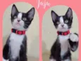 Gato raça SRD  idade 2 a 6 meses nome Juju