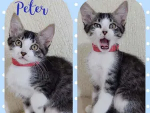Gato raça SRD  idade 2 a 6 meses nome Peter 