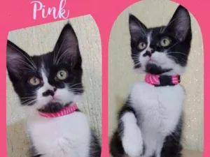 Gato raça SRD  idade 2 a 6 meses nome Pink 