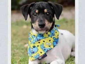 Cachorro raça SRD  idade 2 a 6 meses nome Fred 