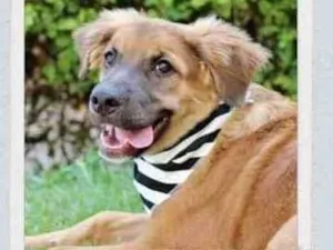 Cachorro raça SRD  idade 2 a 6 meses nome Fubá 