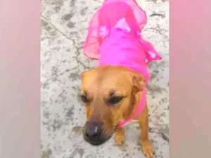 Cachorro raça SRD  idade 3 anos nome Penélope 