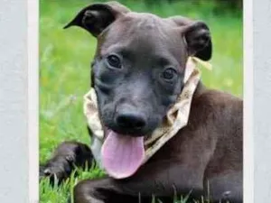 Cachorro raça SRD  idade 2 a 6 meses nome João 