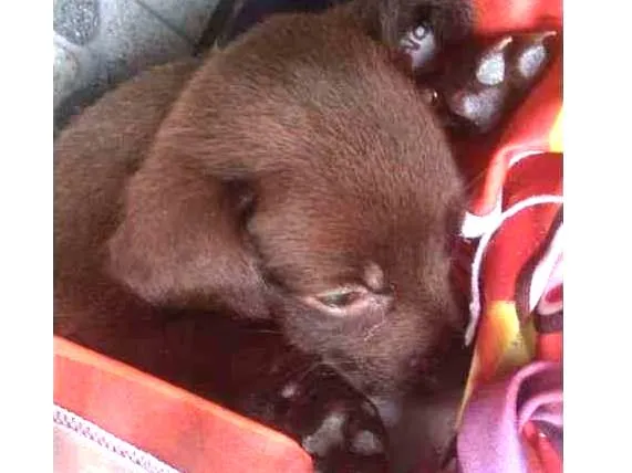 Cachorro ra a Não sei muito bem idade 2 a 6 meses nome Cinderela