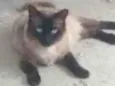 Junior
