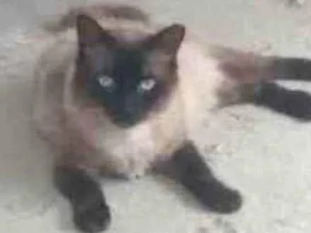 Gato raça Siamês idade 7 a 11 meses nome Junior