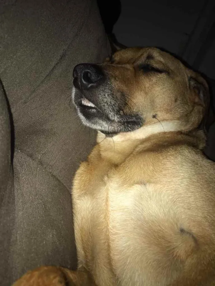 Cachorro ra a Sem raça definida  idade 3 anos nome Hulk