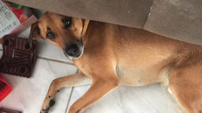 Cachorro ra a Sem raça definida  idade 3 anos nome Hulk