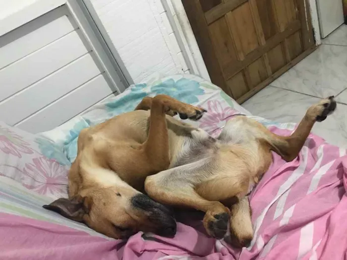Cachorro ra a Sem raça definida  idade 3 anos nome Hulk
