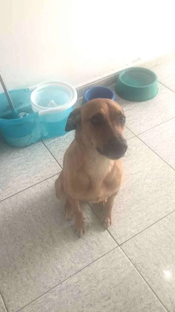 Cachorro ra a Sem raça definida  idade 3 anos nome Hulk