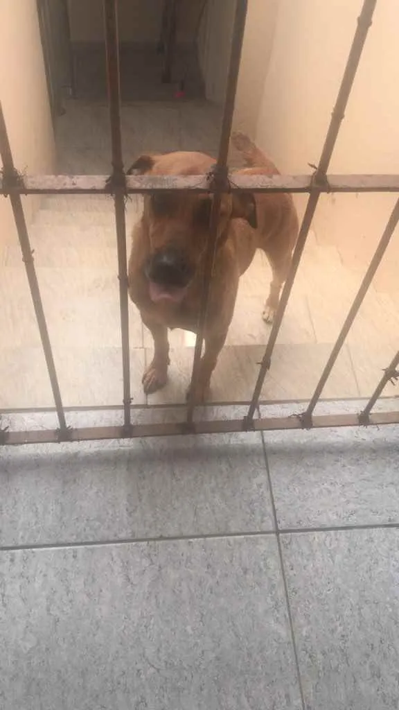 Cachorro ra a Sem raça definida  idade 3 anos nome Hulk