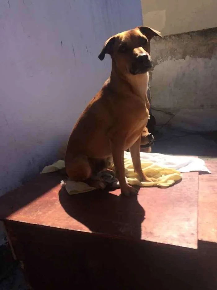 Cachorro ra a Sem raça definida  idade 3 anos nome Hulk