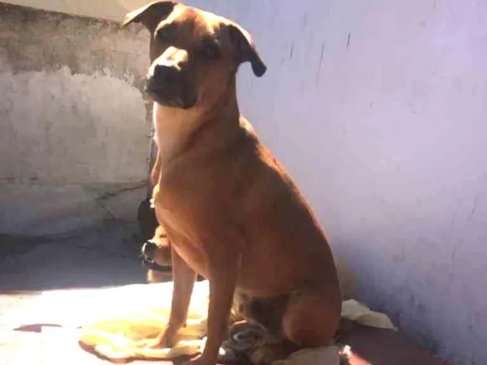 Cachorro ra a Sem raça definida  idade 3 anos nome Hulk
