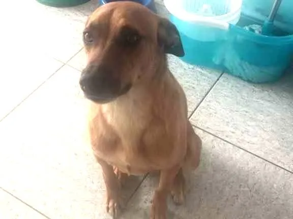 Cachorro ra a Sem raça definida  idade 3 anos nome Hulk