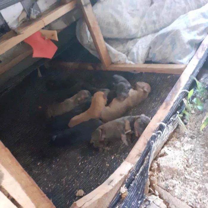 Cachorro raça Sem raca idade Abaixo de 2 meses nome Sem nomes