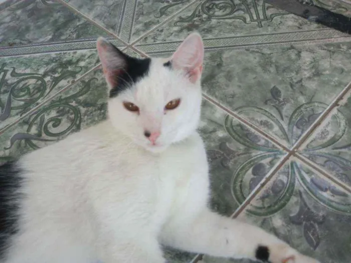 Gato raça Comum idade 7 a 11 meses nome Robinho