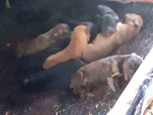 Cachorro raça Sem raca idade Abaixo de 2 meses nome Sem nomes