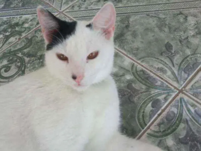 Gato raça Comum idade 7 a 11 meses nome Robinho