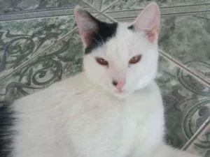 Gato raça Comum idade 7 a 11 meses nome Robinho