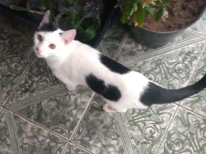 Gato raça Comum idade 7 a 11 meses nome Robinho