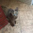 Cinza