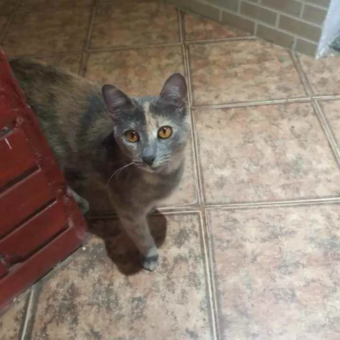 Gato raça Comun idade 7 a 11 meses nome Cinza
