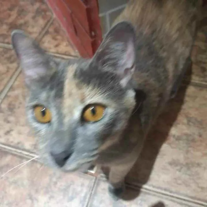 Gato raça Comun idade 7 a 11 meses nome Cinza