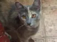 Cinza