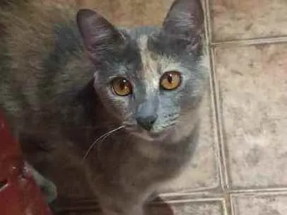 Gato raça Comun idade 7 a 11 meses nome Cinza