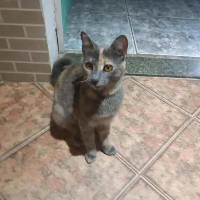 Gato raça Comun idade 7 a 11 meses nome Cinza