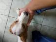 Scooby
