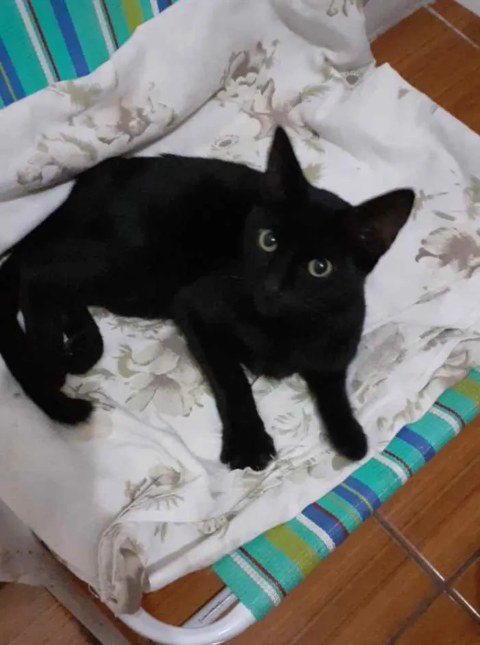 Gato raça Não se idade 2 a 6 meses nome Lana
