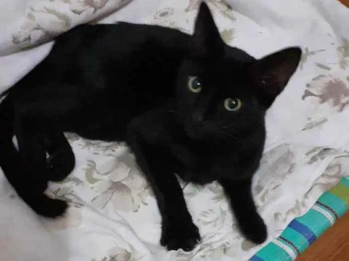 Gato raça Não se idade 2 a 6 meses nome Lana