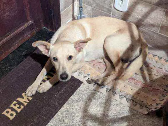 Cachorro ra a Vira-lata caramelo puro idade 2 anos nome Caramelo